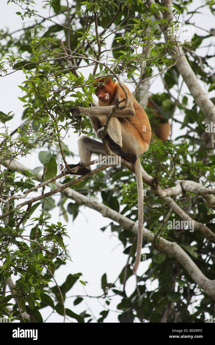 Femmina scimmia proboscide nella struttura ad albero, Sukau, Sabah Malaysian Borneo Foto Stock