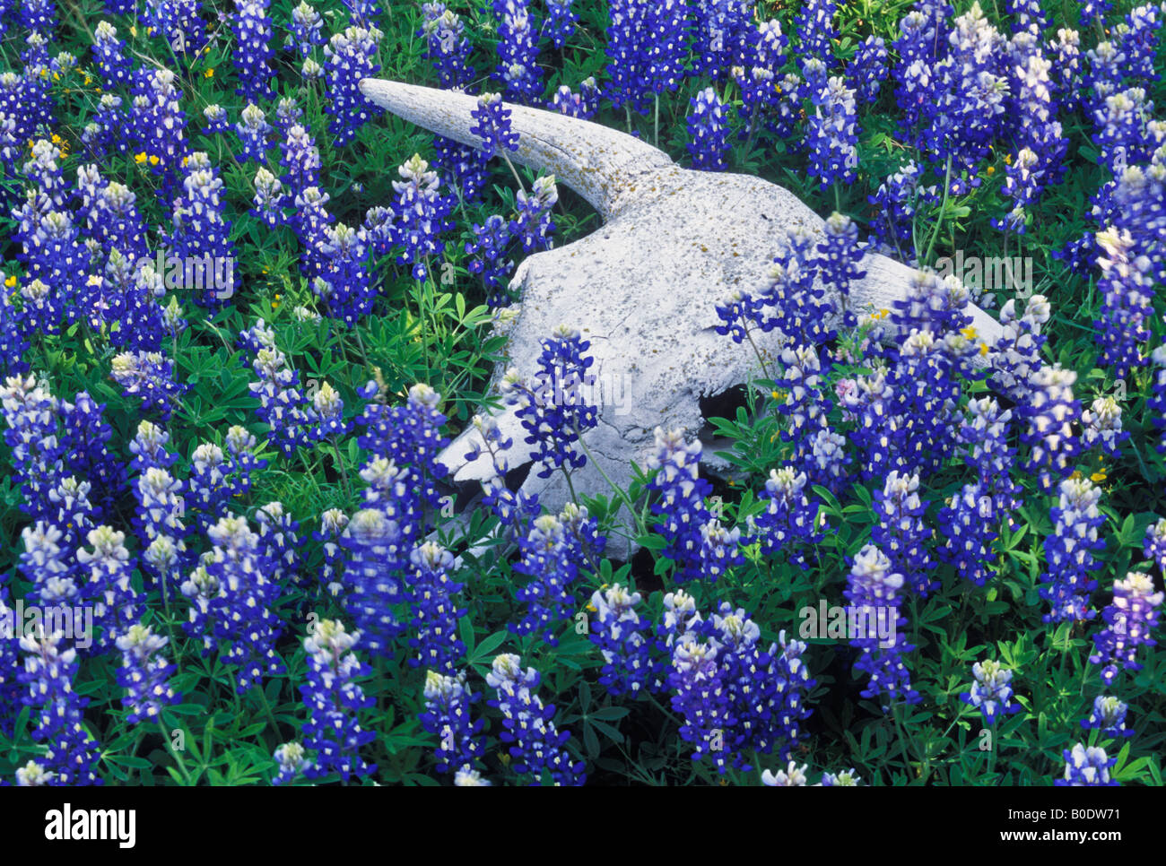 Cranio di bestiame Texas Bluebonnets vicino Marble Falls Texas Foto Stock