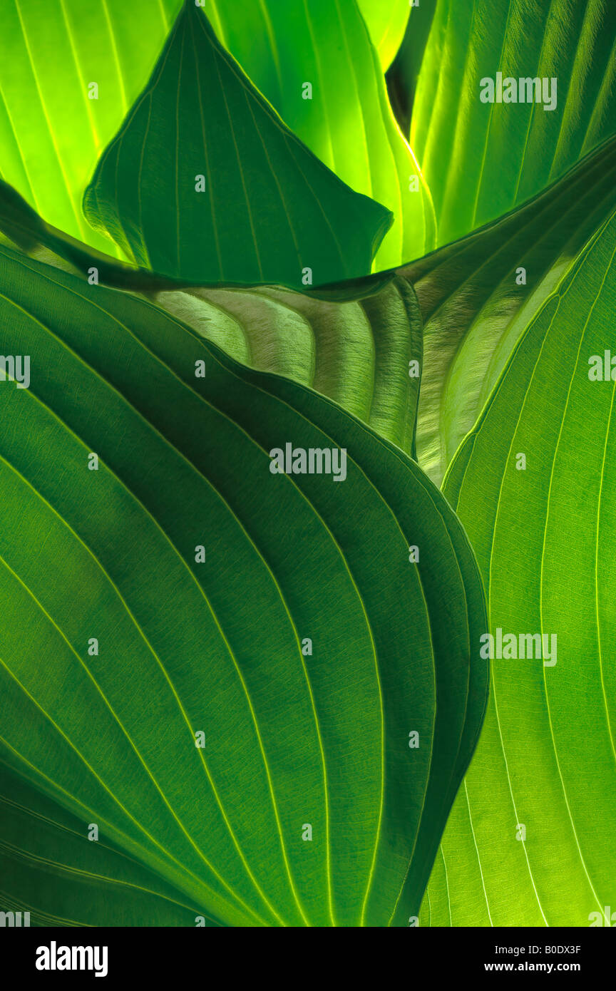 Hosta foglie curvo dettaglio in giardino Foto Stock