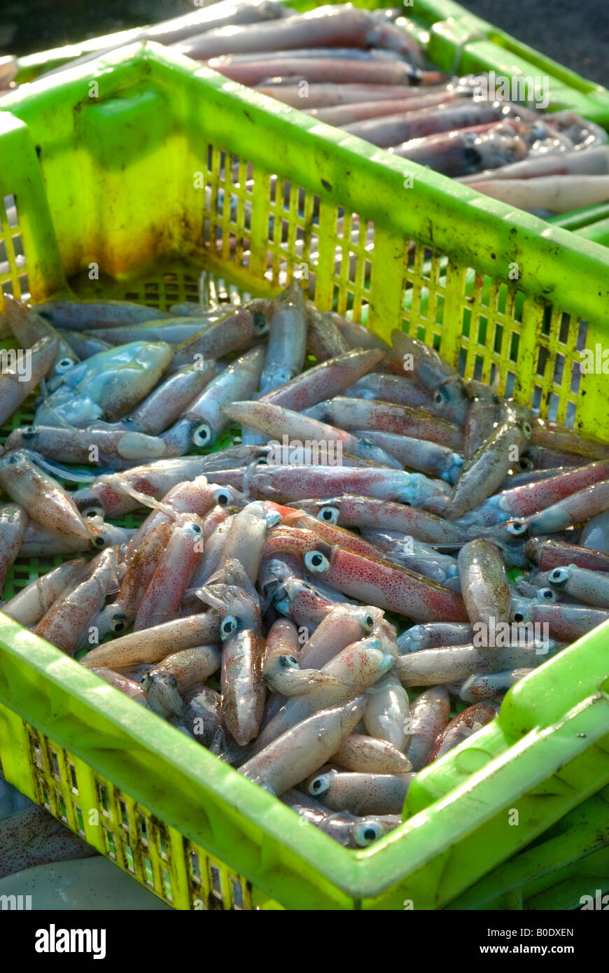 Una buona cattura di calamari in un cestello a capo per il locale mercato tailandese Foto Stock