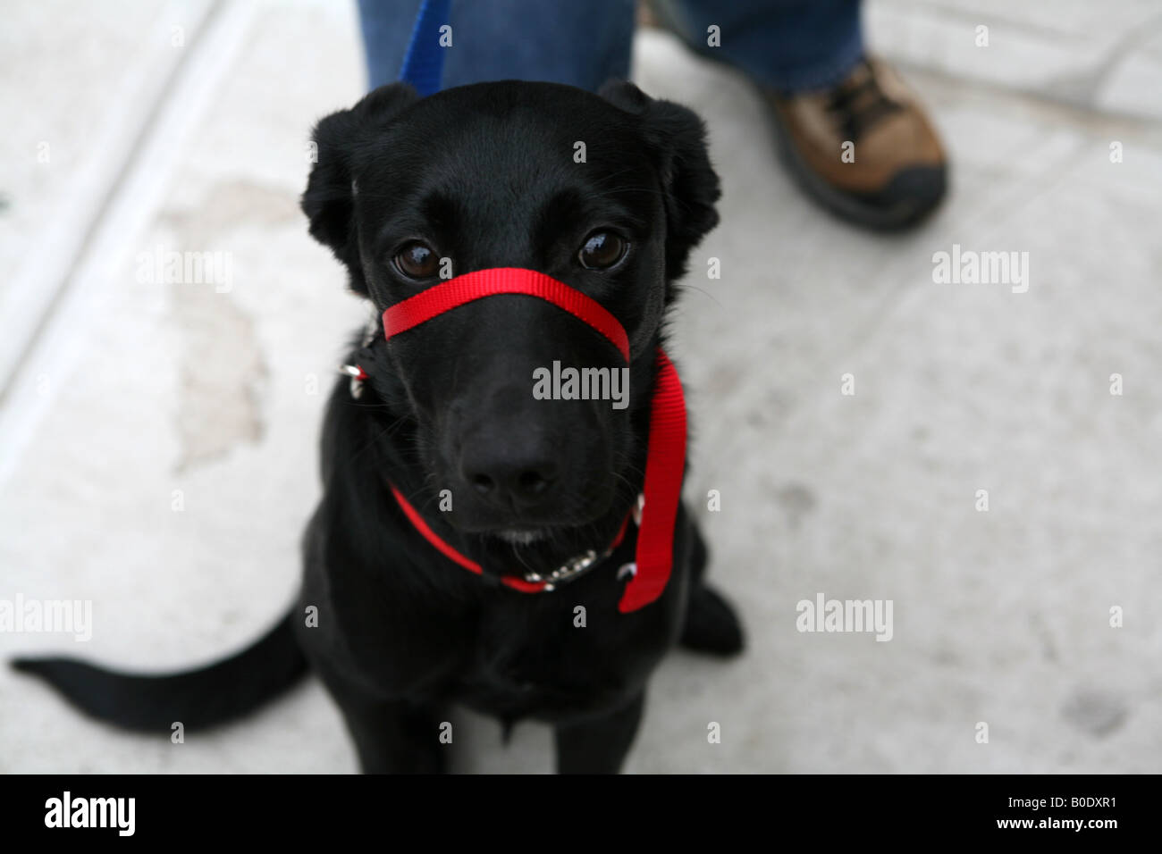 Cane indossando particolari collare di formazione Foto Stock