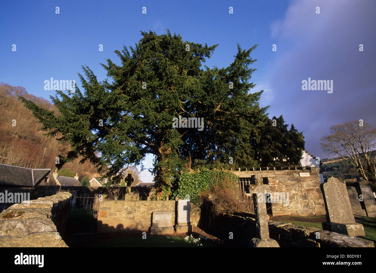 Fortingall Yew Tree è il più antico organismo vivente in Europa eventualmente 5000 anni situato vicino a Aberfeldy in Scozia Foto Stock