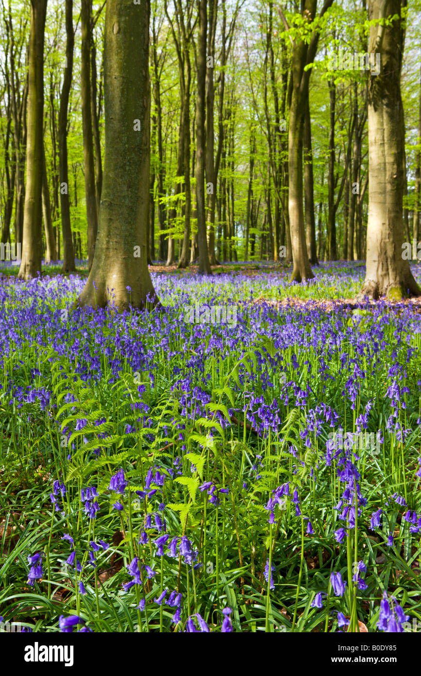 Bluebell woodlands in legno Micheldever Hampshire Inghilterra Foto Stock