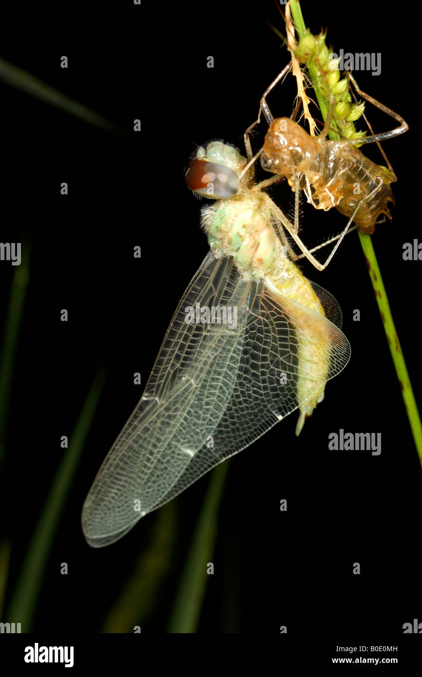 Dragonfly adulti emergenti dalla ninfa Foto Stock