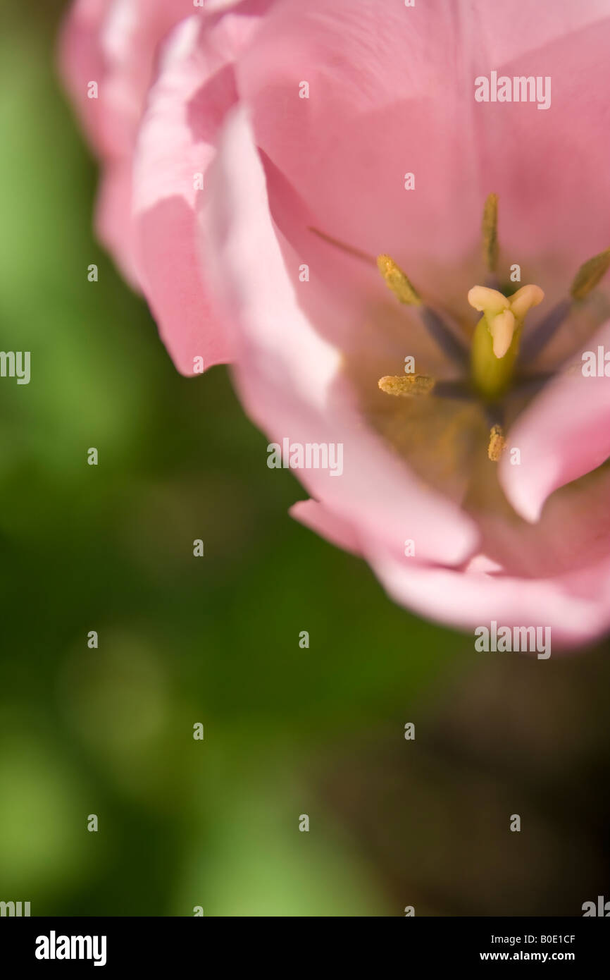 Tulipano rosa, UK. Foto Stock