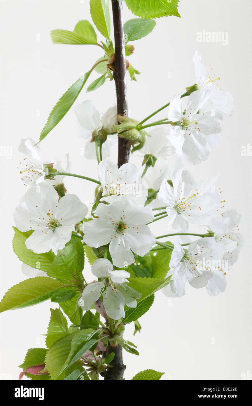 Apple Blossom in bianco close up mostra fiore bianco capi del melo primavera rinnovata freschi capi di blossom Foto Stock