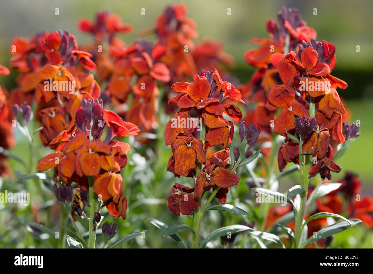 Mar Egeo violaciocca (Erysimum cheiri) Foto Stock