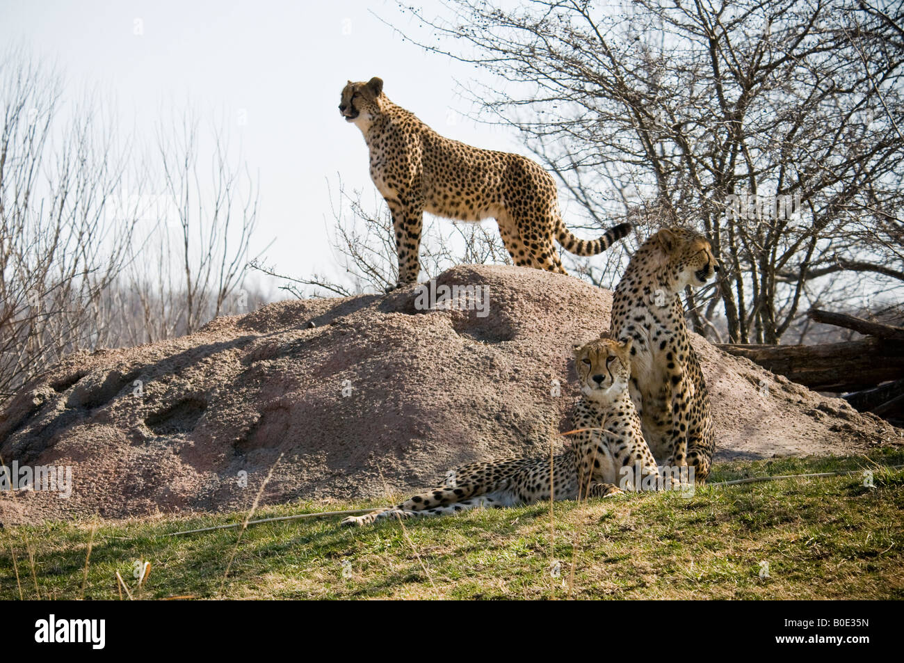 Tre ghepardi sulla collina Foto Stock