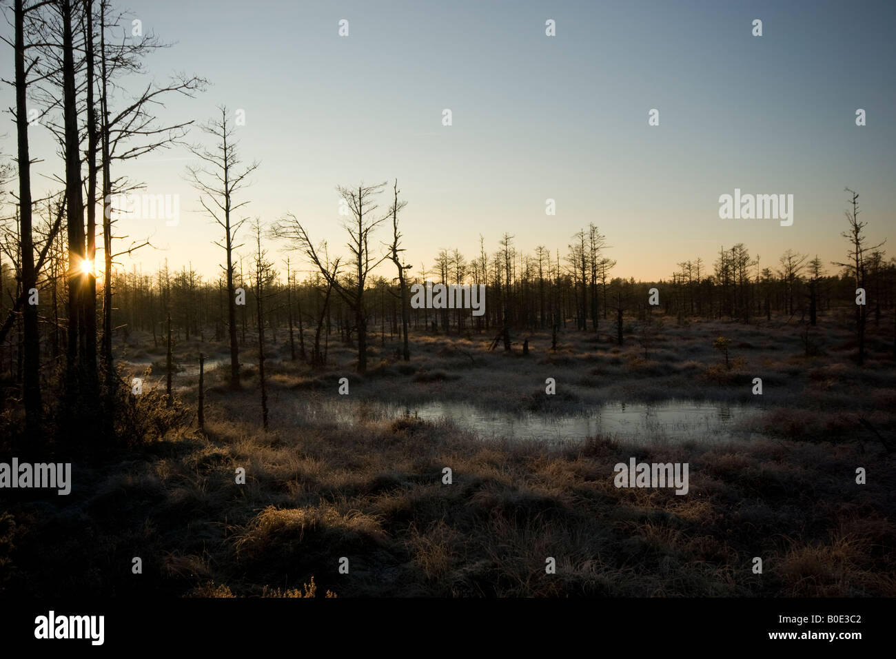 Pino silvestre nella foresta torbiera, Black Isle, Highland, Scozia Foto Stock