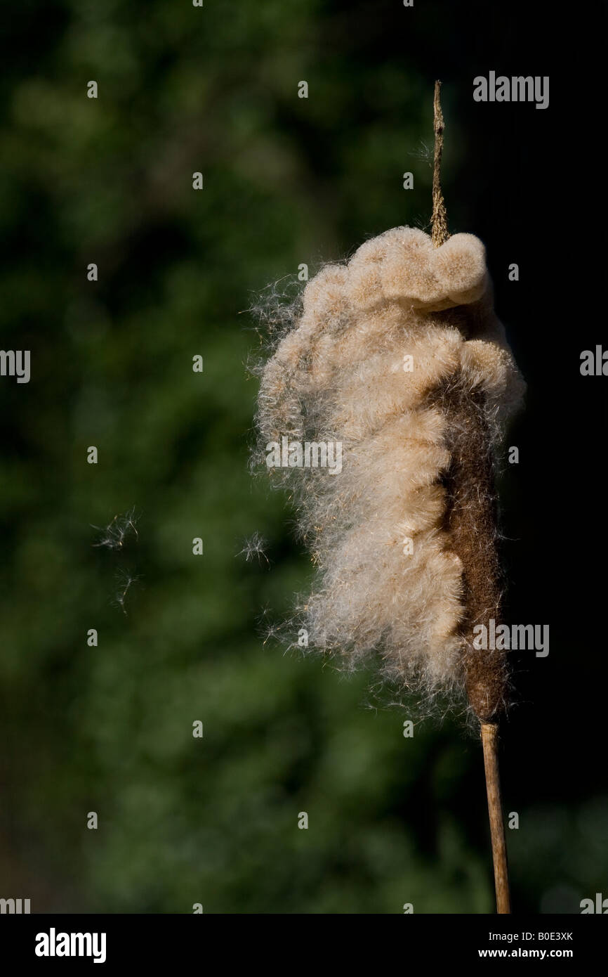 Giunco di palude (Typha latifolia) seedhead mostra semi essendo dispersa dal vento. Foto Stock