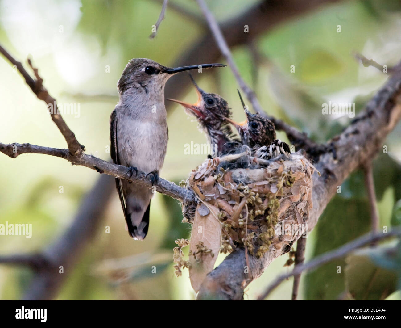 Black chinned hummingbird Foto Stock