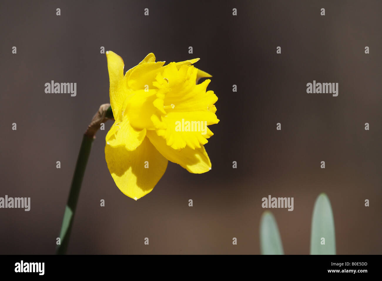 Un bel giallo daffodil nel corso di un inizio di giornata di primavera nei pressi di Atlanta in Georgia Foto Stock