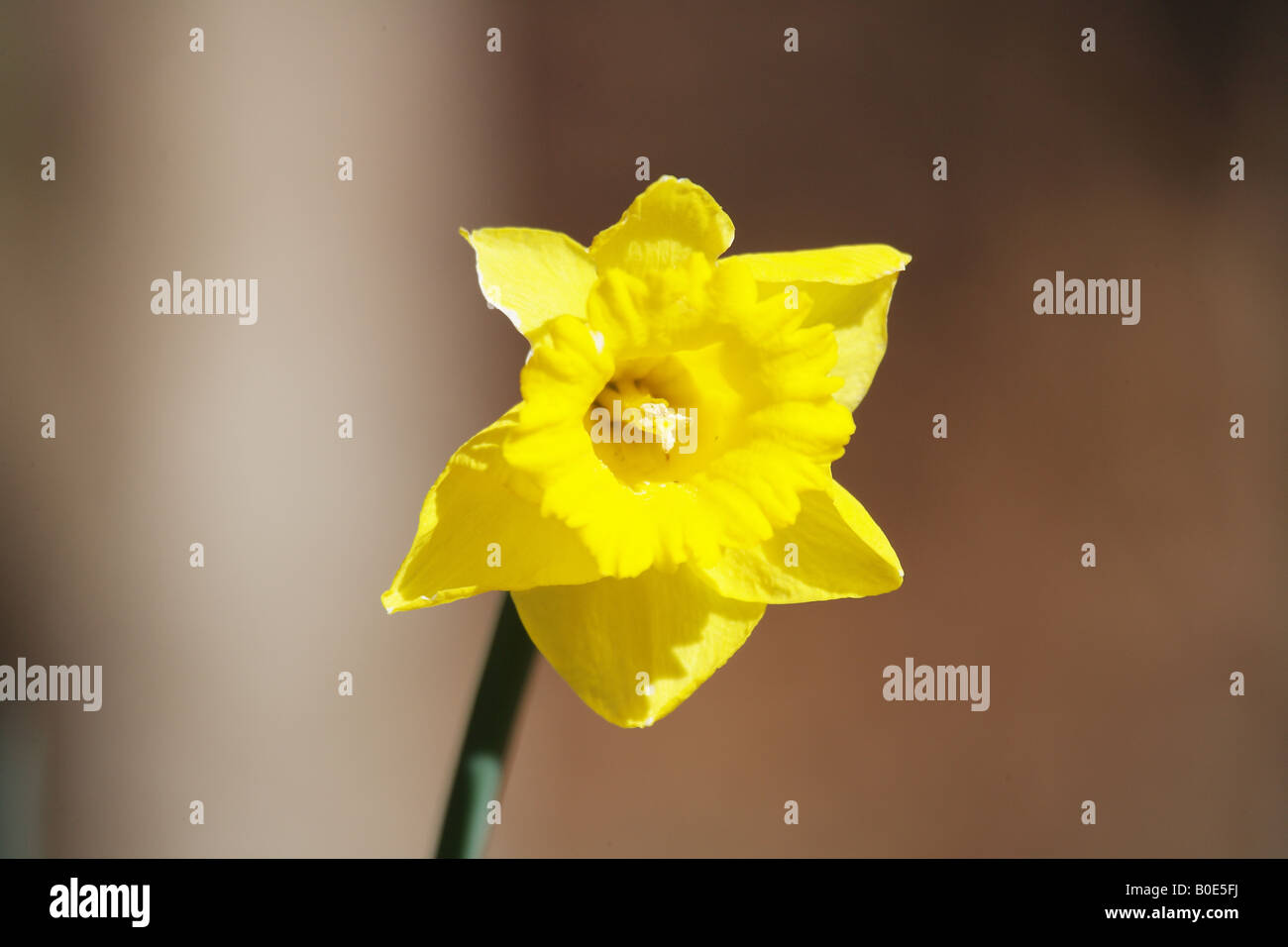Un bel giallo daffodil nel corso di un inizio di giornata di primavera nei pressi di Atlanta in Georgia Foto Stock