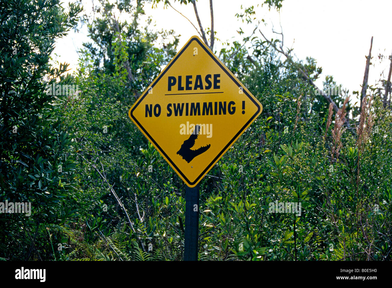 Un segno di avvertimento non visitatori a nuotare a causa di alligatori sul vicolo di alligatore in Everglades National Park Foto Stock