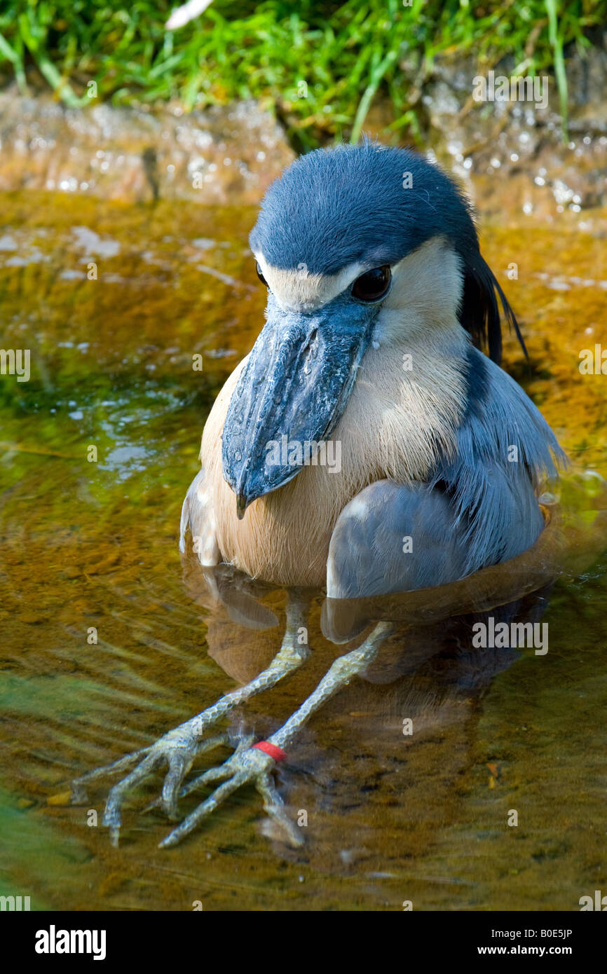 Balena Shoebill intitolata Stork Balaeniceps rex in insolita posizione di seduta Foto Stock