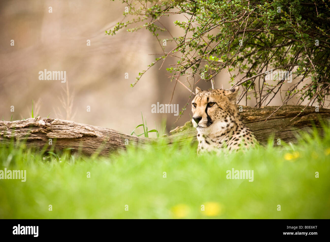 Ghepardo sulla collina Foto Stock