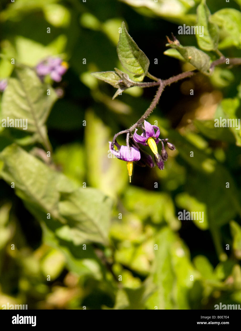 Fiori di Solanum dulcamara woody nightshade Foto Stock