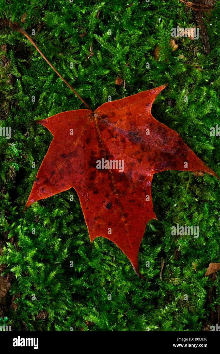 Red maple leaf su moss Foto Stock