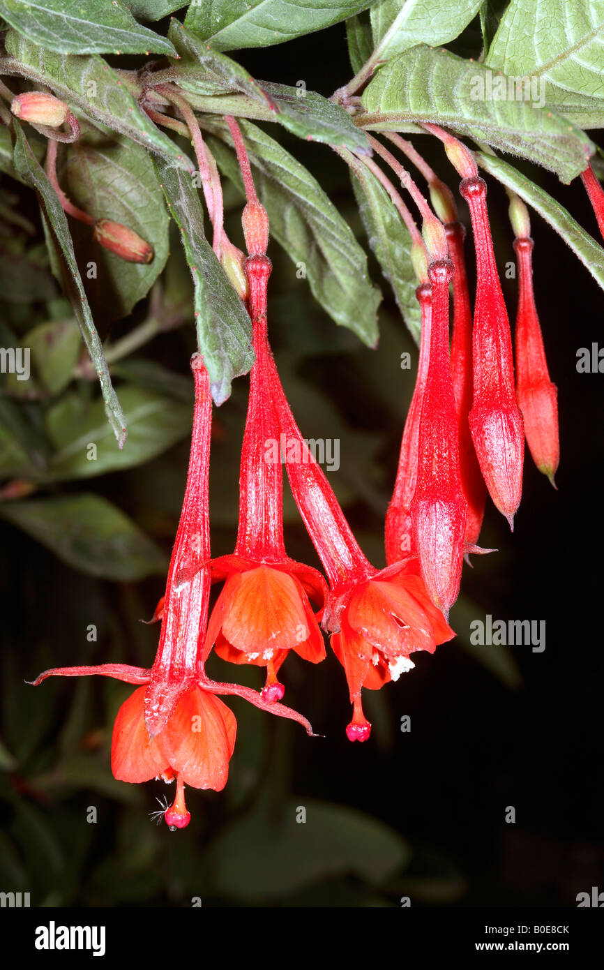 Fuchsia crescente selvatici nelle Ande ecuadoriane Foto Stock