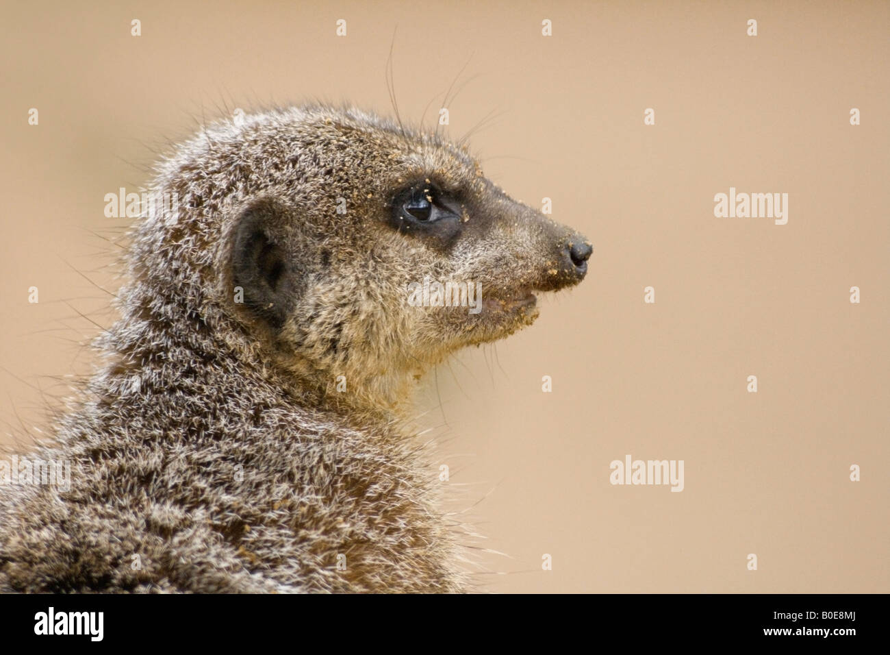 Profilo di Meerkat Foto Stock