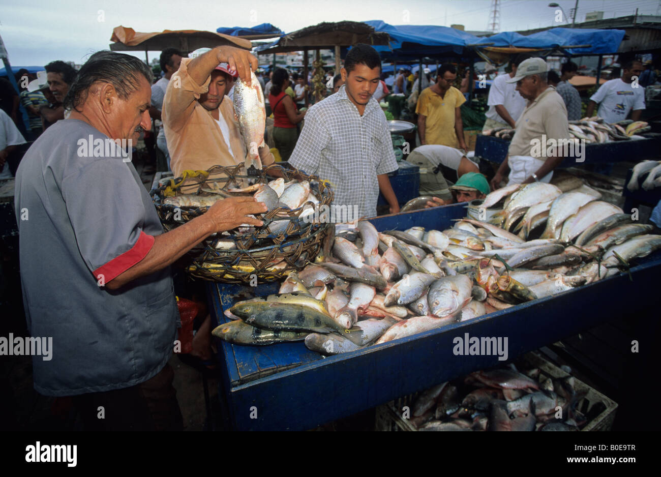 Pesce Amazonian dalla foresta allagata varzea in vendita a Santarem fishmarket sul fiume Rio delle Amazzoni in Brasile Foto Stock