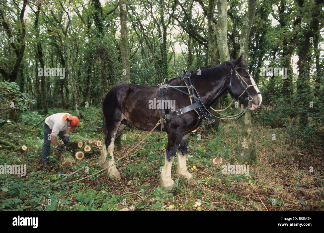 Un cavallo essendo utilizzato per trascinare raccolte tronchi di quercia fuori scientificamente importante (doormouse popolazione) Pengelli legno in Galles Foto Stock