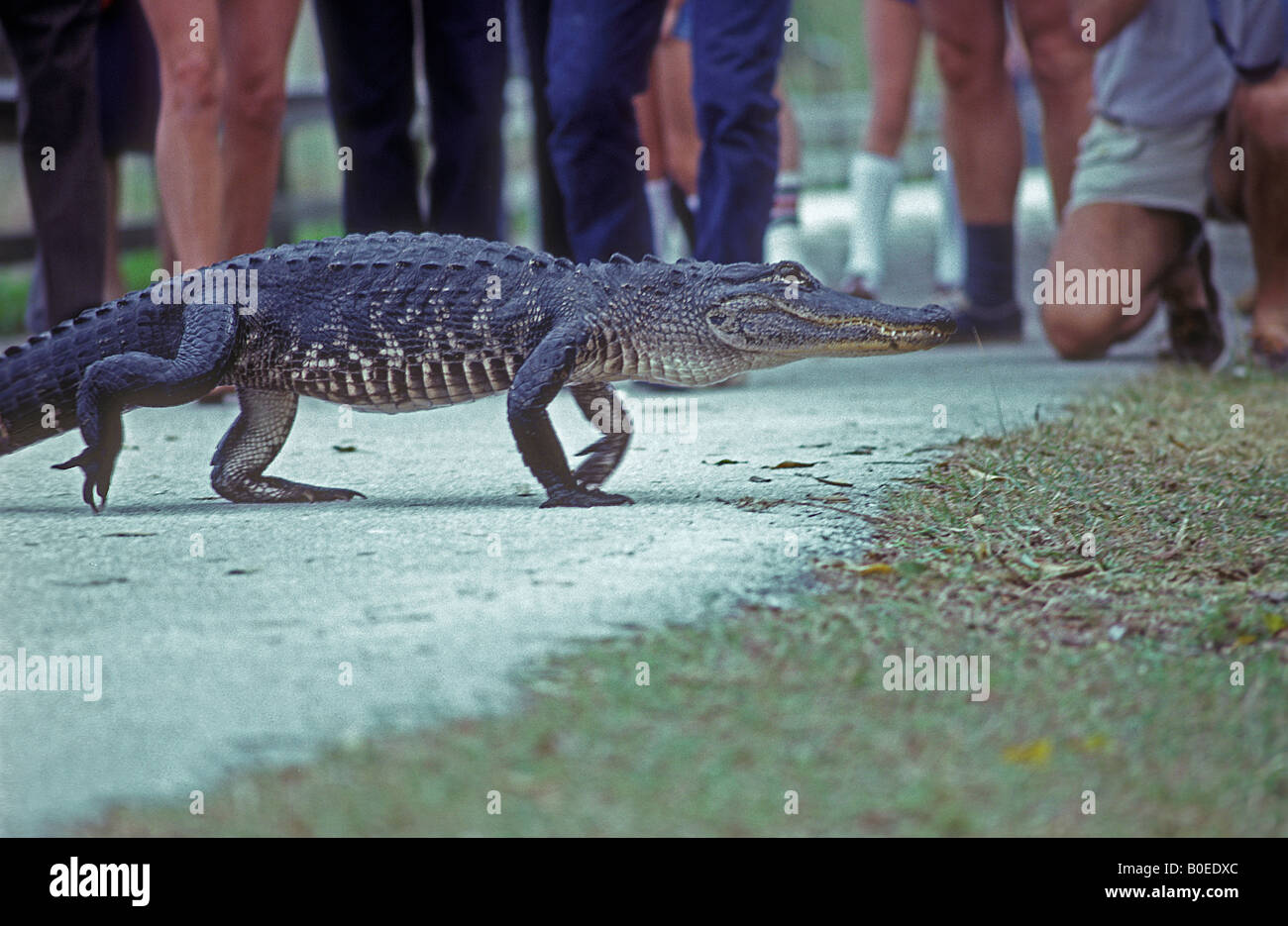 Il coccodrillo americano (Alligator mississippiensis) - Everglades della Florida - USA - camminare sul marciapiede Foto Stock