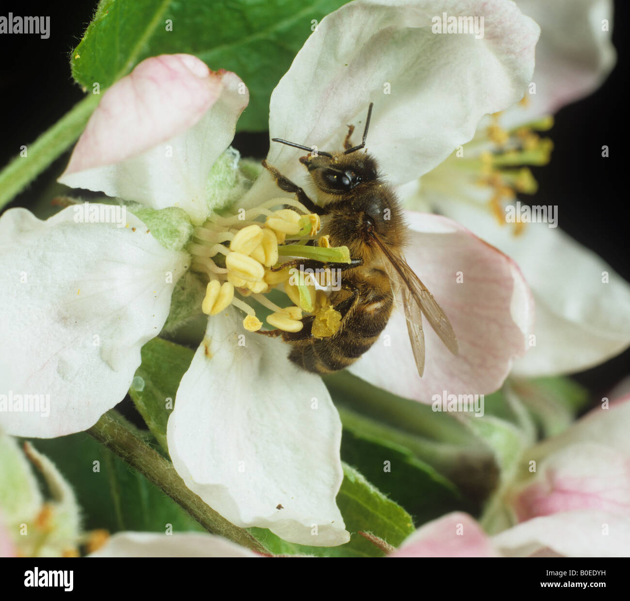 Honey Bee Apis mellifera visitando un fiore di Apple Foto Stock