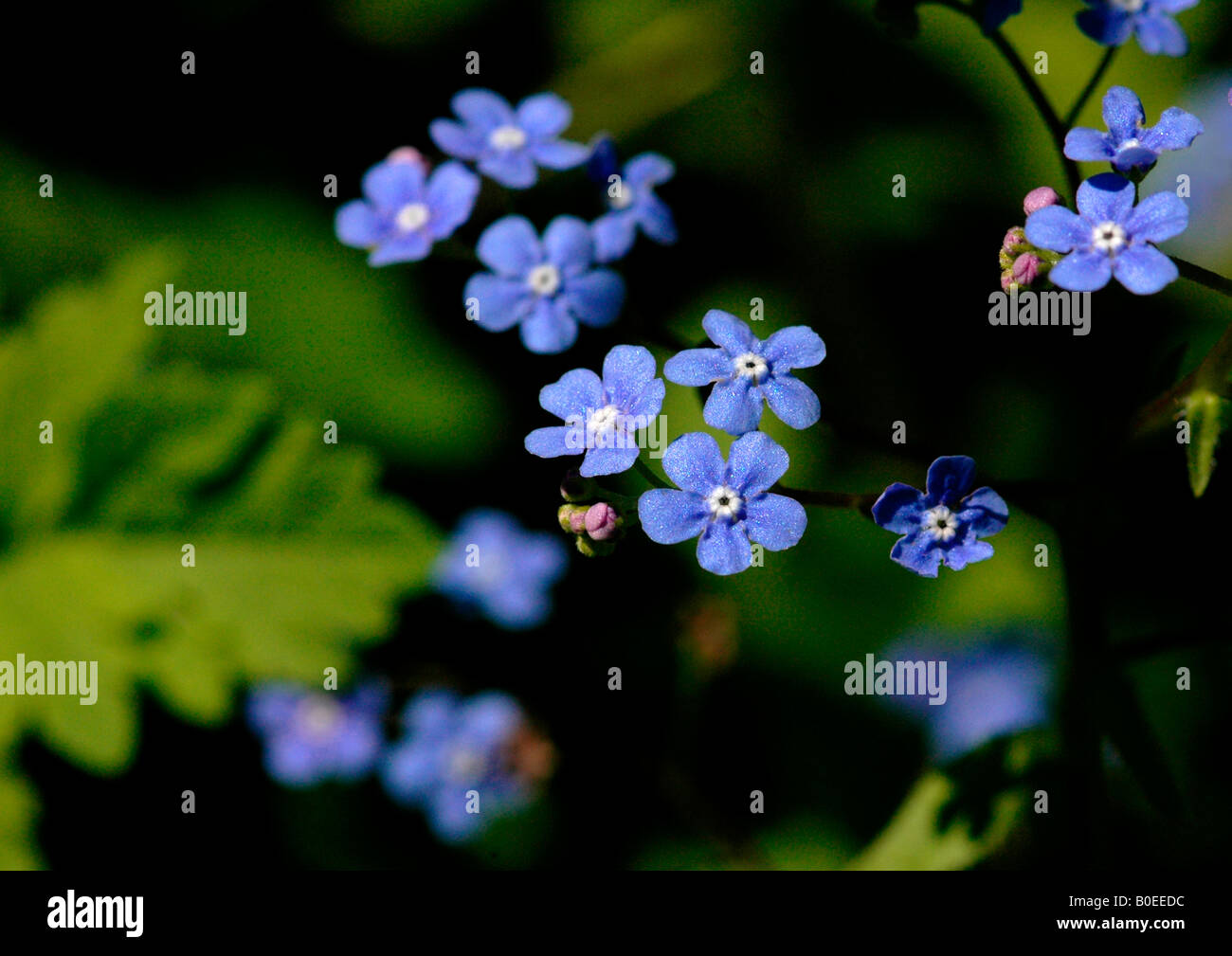 Legno di fioritura dimenticare -me-non. ( Myosotis sylvatica) Foto Stock