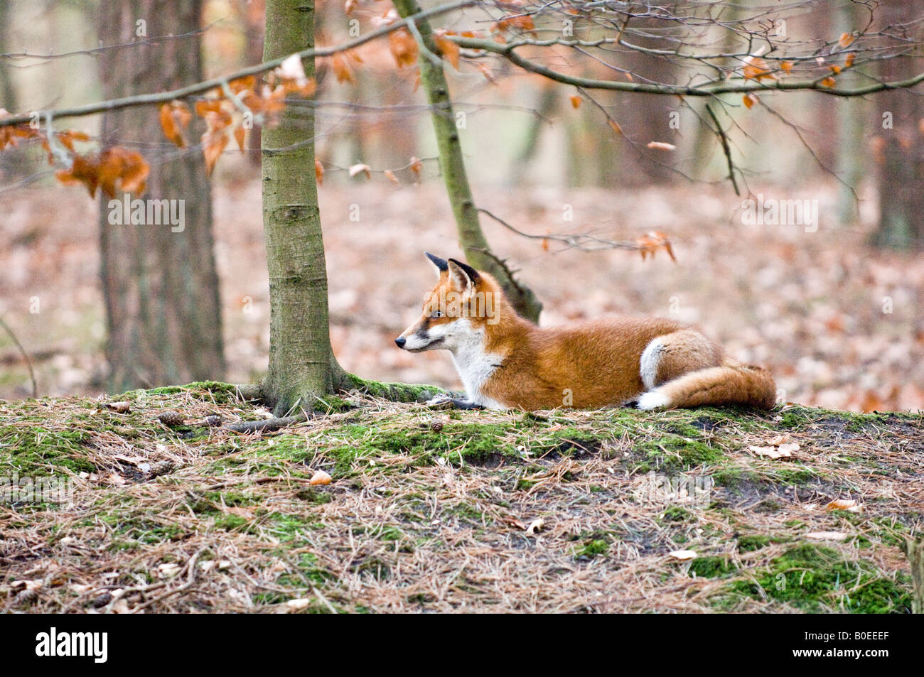 Red Fox (Vulpes vulpes vulpes) Foto Stock