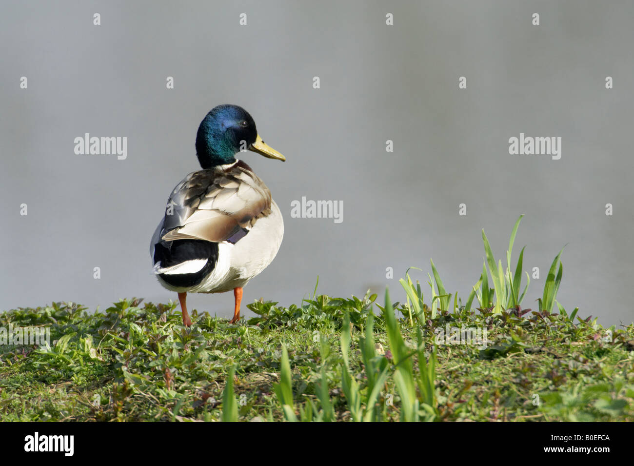 Maschio di Mallard duck Anas platyrhynchos Foto Stock