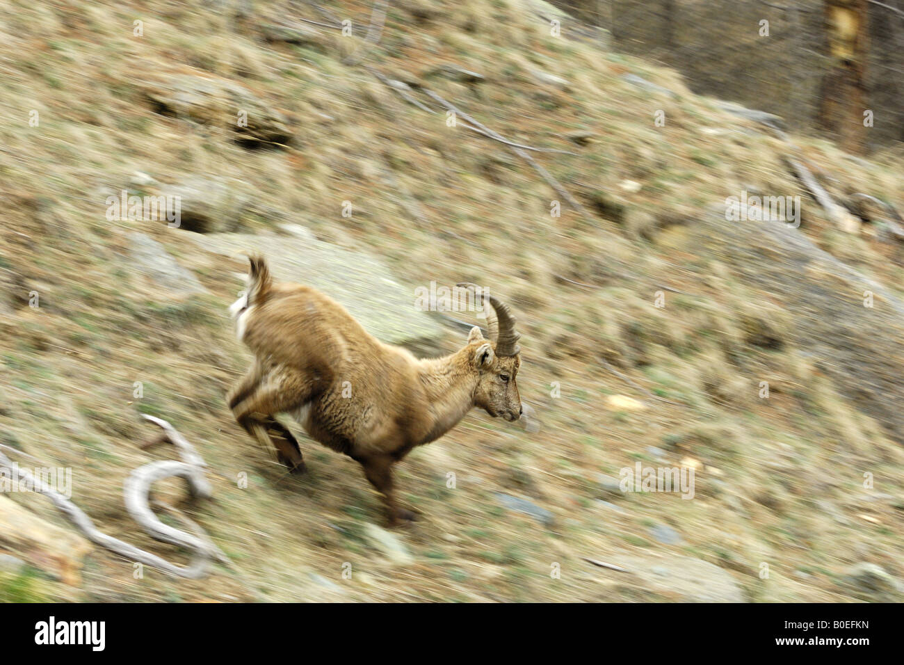 Stambecco bouquetin eseguire esecuzione giovane maschio capretti giovane Capra ibex corrèze maschio montagna Valnoney Cogne Parco Nazionale Gra Foto Stock