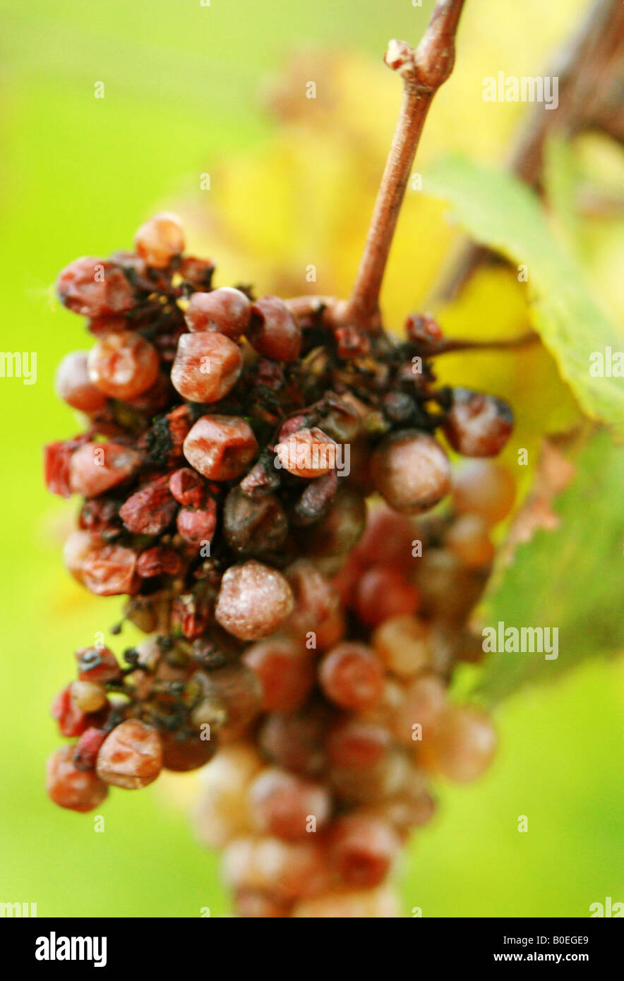 Il vino Il vino di ghiaccio canadese dei produttori di vino Niagra Foto Stock