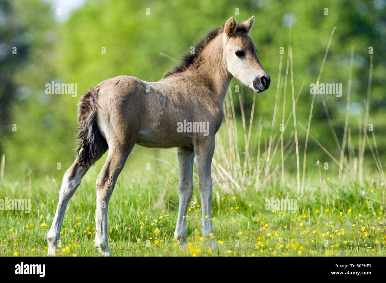Tarpan cavallo puledro in polacco prato Foto Stock