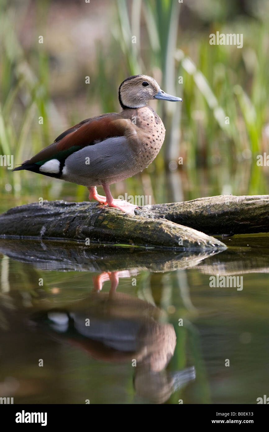 Maschio di inanellare Teal duck - Callonetta leucophrys Foto Stock