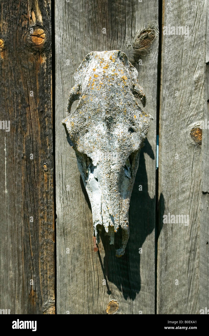 Un mulle s cranio adorna di un fienile porta a Cambell s ranch di traghetto sul principale fiume di salmone Foto Stock