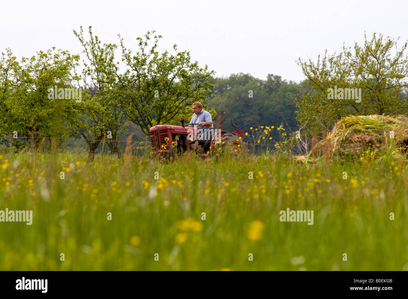 Agricoltore sui vecchi trattori prato di aratura, sud-Touraine, Francia. Foto Stock