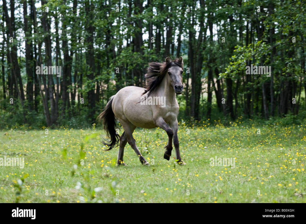 Tarpan cavallo in prato polacco Foto Stock