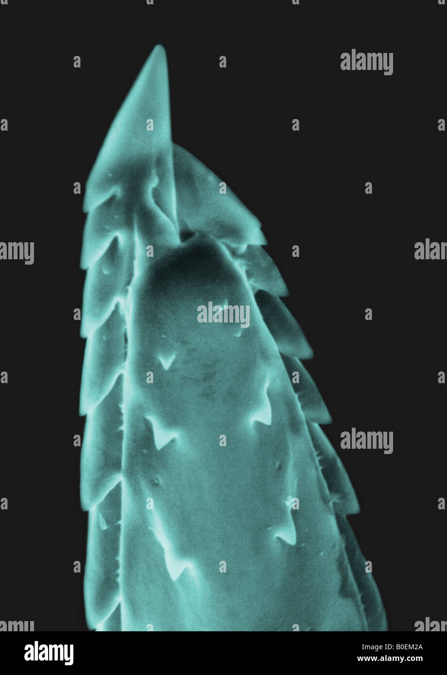 La scansione di immagine al microscopio elettronico di un honey bee stinger mostrando i suoi dentini Foto Stock