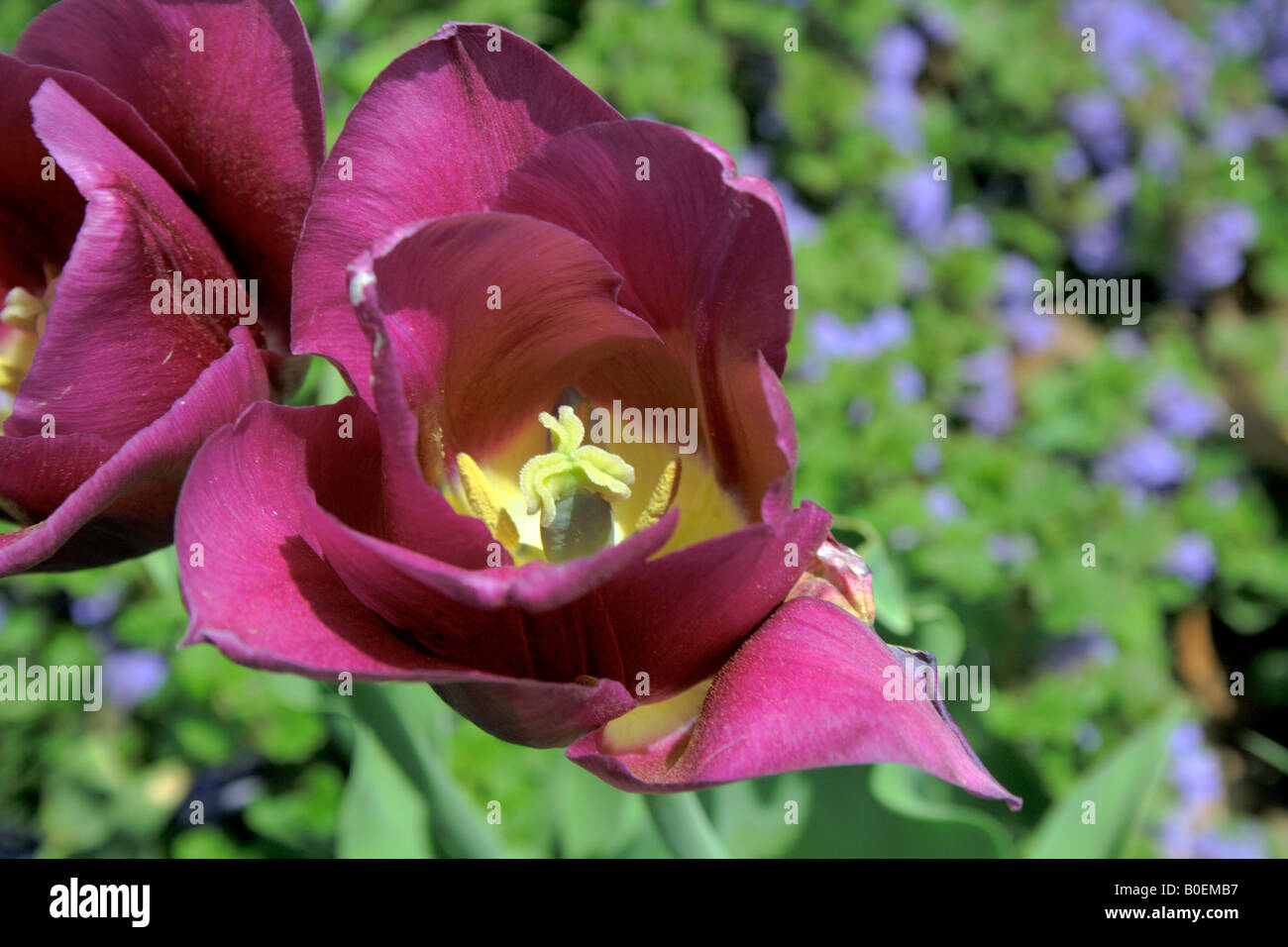 Bright fuchsia tulip. Foto Stock