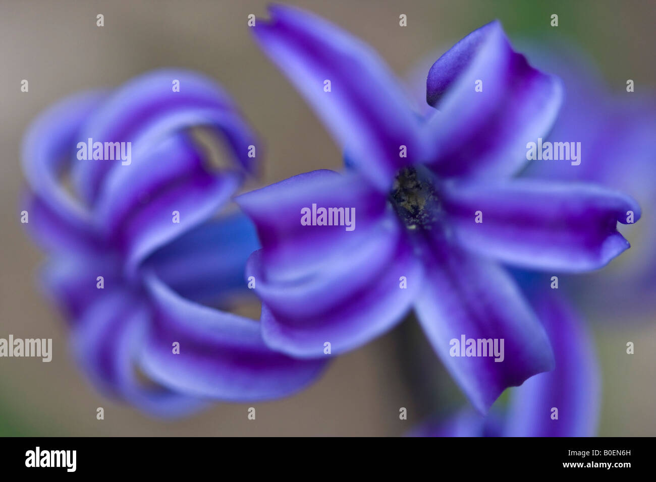 Giacinto viola Hyacinthus orientalis un fiore bellissimo immagini foto fotografia primo piano vendita su alamy orizzontale negli USA US ad alta risoluzione Foto Stock