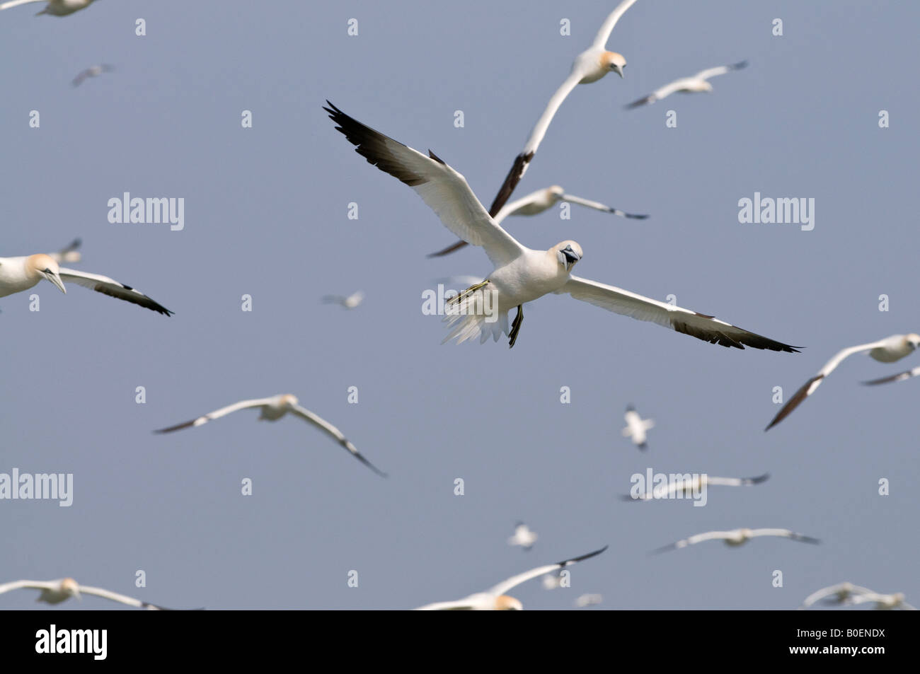 Northern Gannet Morus bassanus in volo Foto Stock