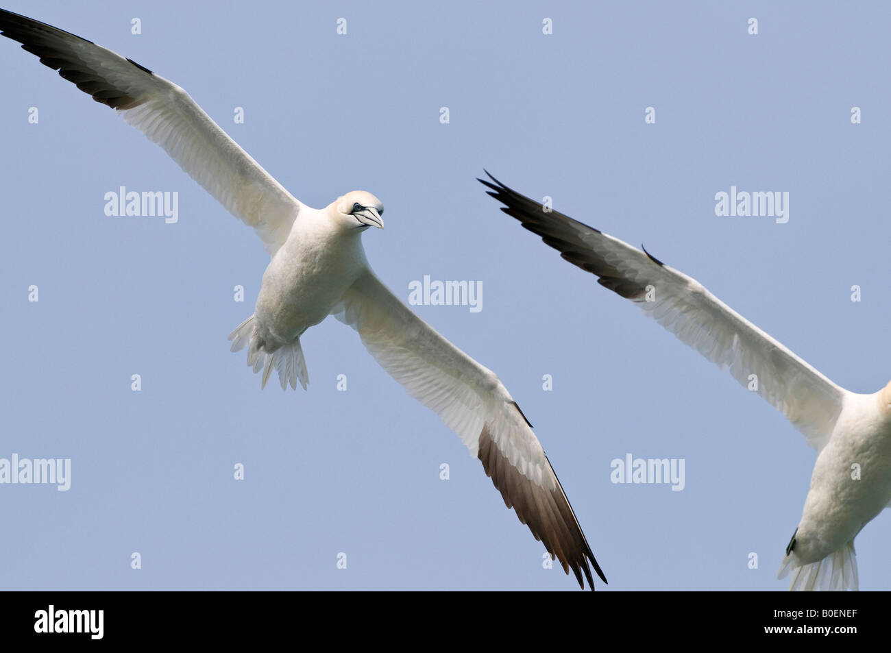 Northern Gannet Morus bassanus in volo Foto Stock