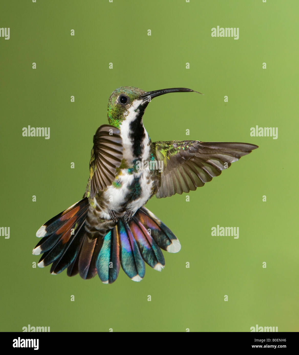 Green Mango contraffacciate Hummingbird femmina Foto Stock