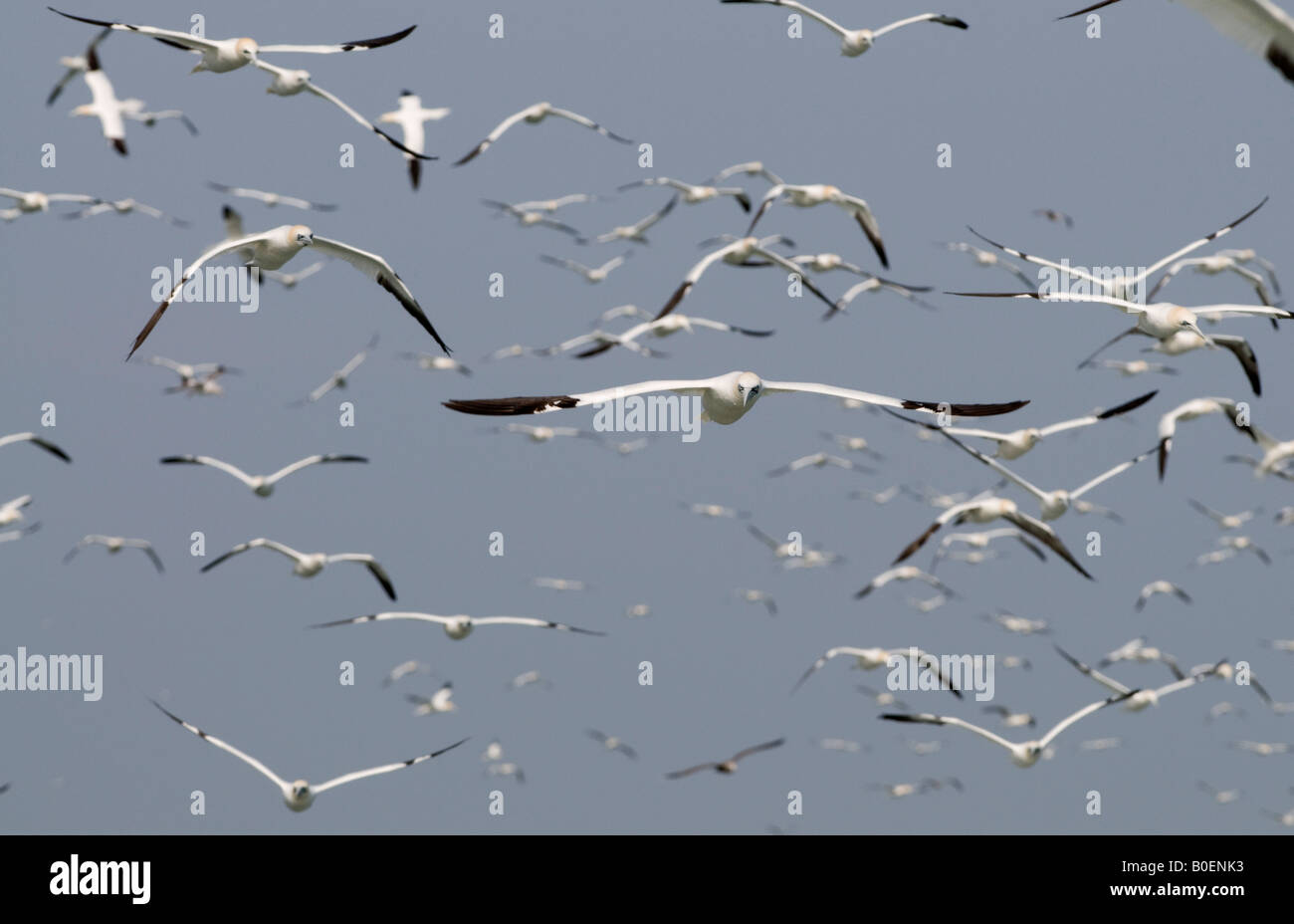 Northern Gannet Morus bassanus in volo Foto Stock