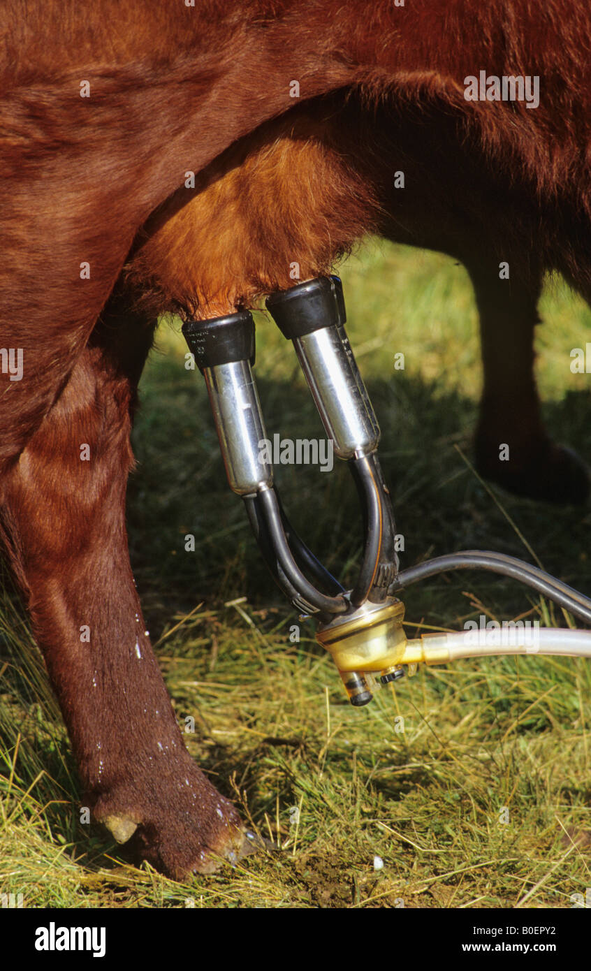 La mungitura macchina su una mammella della bovina Foto Stock