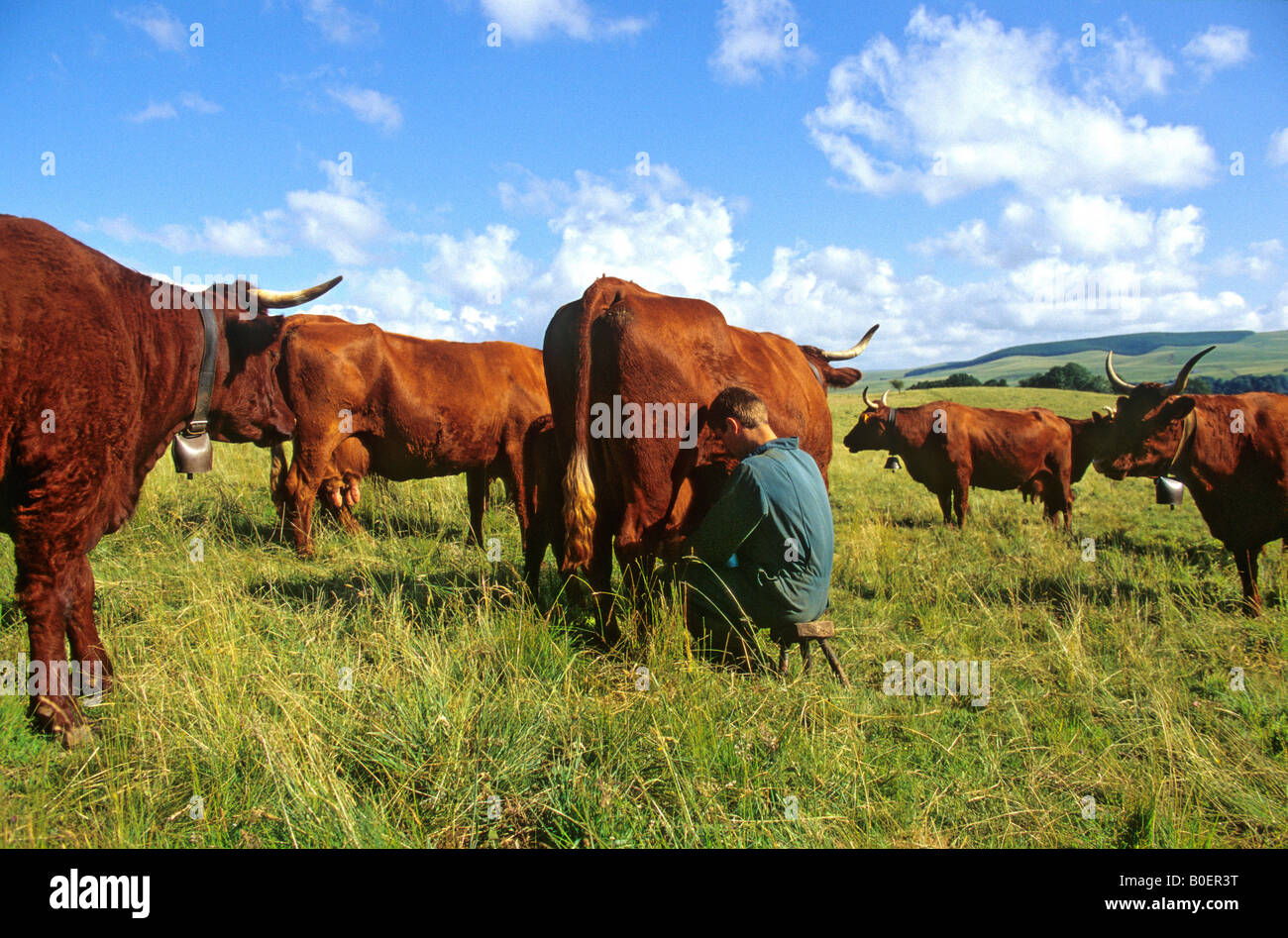 Coltivatore che munge una vacca Salers in un campo, Francia Foto Stock
