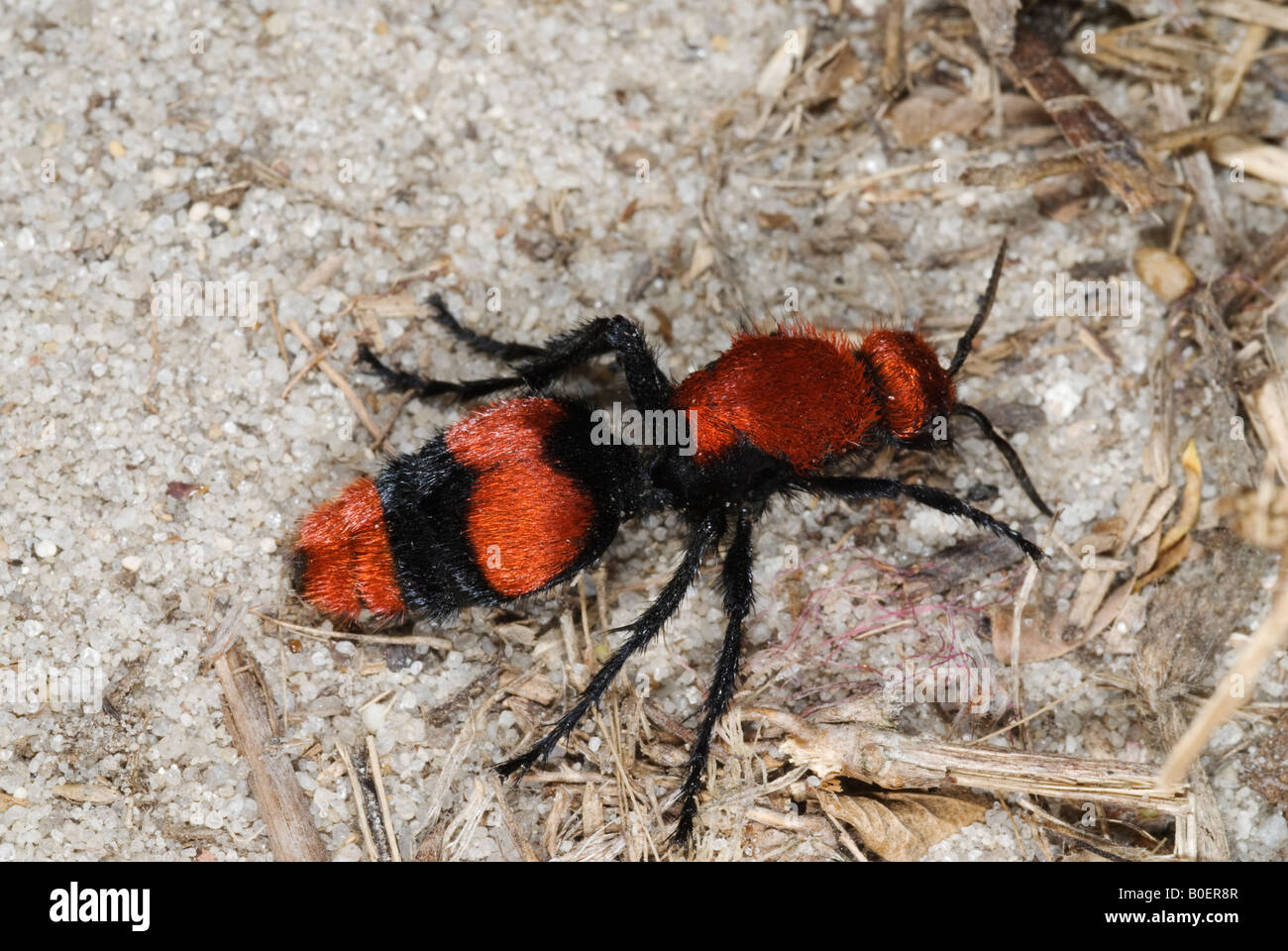 Eastern mutillide Dasymutilla occidentalis Foto Stock