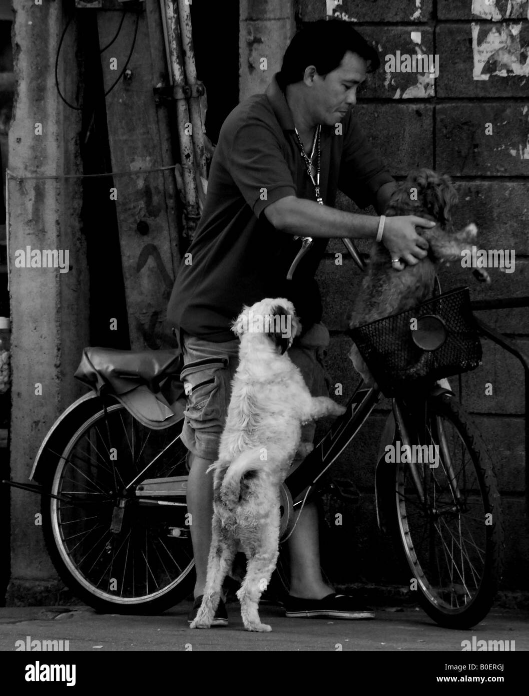 Uomo che parla dei suoi cani per un giro , bangkok, Thailandia Foto Stock