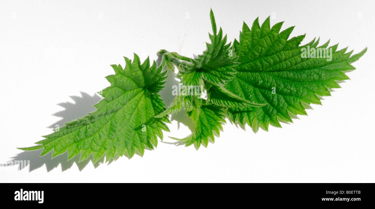 ORTICHE COMMESTIBILI Foto Stock